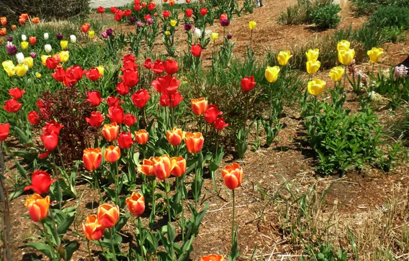 Картинка Весна, Тюльпаны, Spring, Tulips