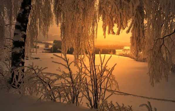 Картинка зима, иней, свет, снег, деревья, пейзаж, береза, домик