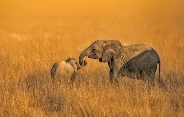 Семья, слоны, Амбосели, Кения, Национальный парк