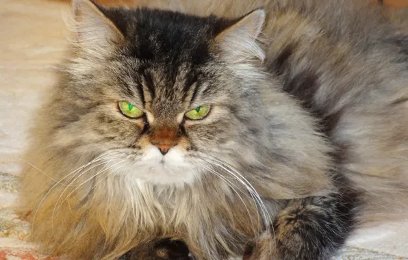 Картинка кошка, животное, зеленые глаза