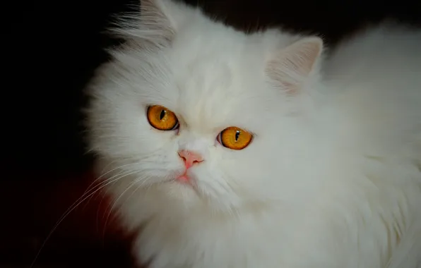 Картинка кошка, взгляд, мордочка, белая, пушистая, Персидская кошка