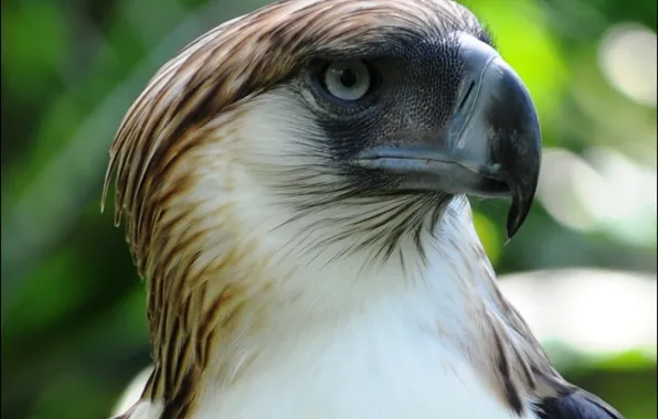 Картинка bird, animal, philippine-eagle