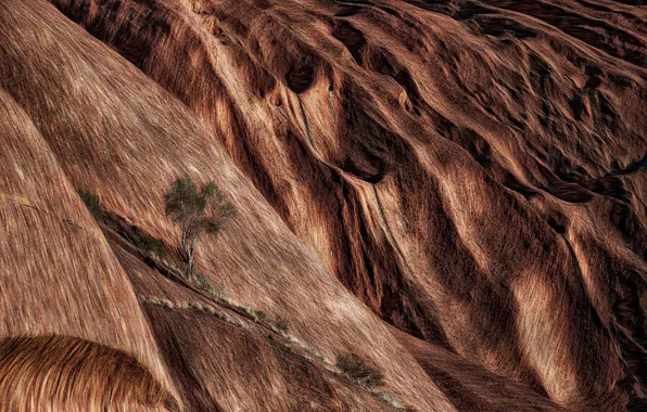 Дерево, скалы, текстура, Австралия, Uluru (Ayres Rock)
