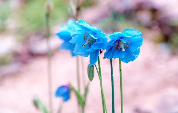 Цветы, голубые, меконопсис, гималайский голубой мак, Meconopsis