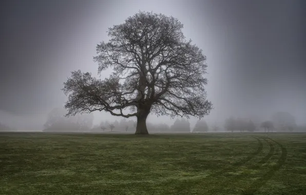 Картинка трава, туман, дерево