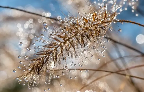 Картинка water, капли воды, macro, bokeh