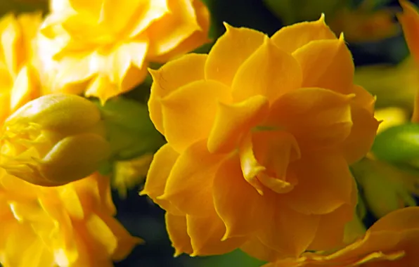 Картинка макро, цветы, природа, kalanchoe calandiva