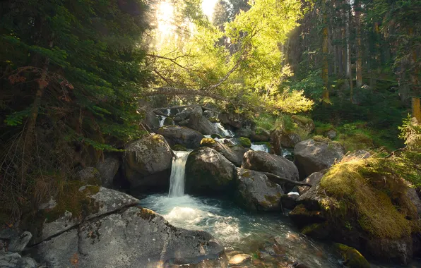 Forest, rocks, waterfall