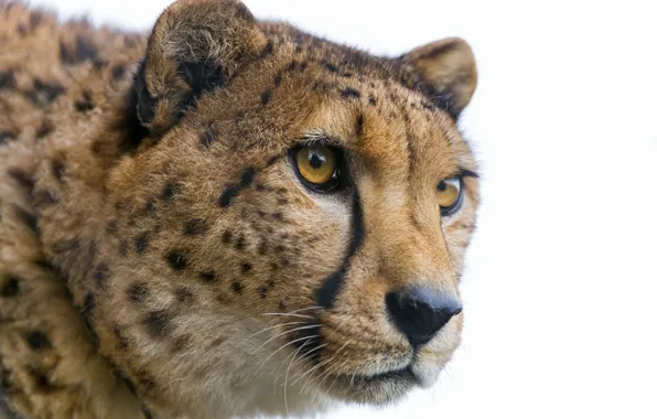 Кошка, взгляд, морда, гепард, ©Tambako The Jaguar