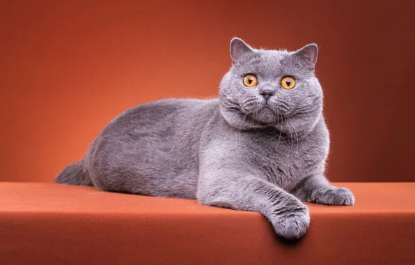 Кошка, кот, взгляд, поза, котенок, серый, лапки, мордочка