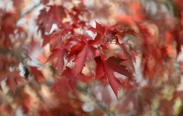 Картинка осень, листья, природа