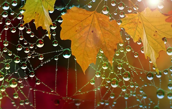 Осень, листья, капли, природа