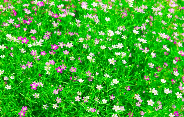 Картинка поле, трава, цветы, сад, луг