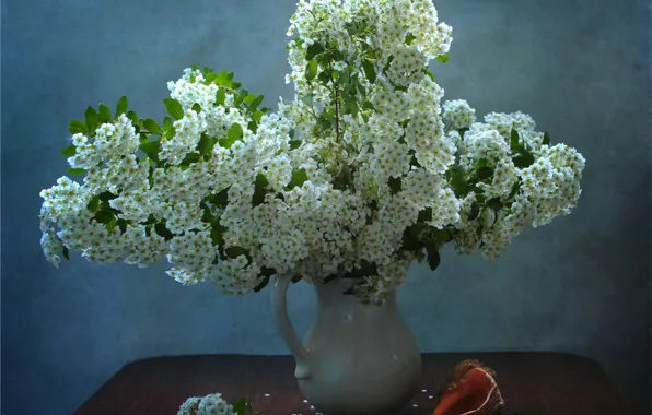Белый, ракушка, ваза, кувшин, спирея, таволга