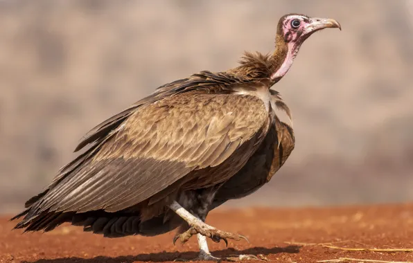 Картинка Vulture, Zimanga, South-Africa