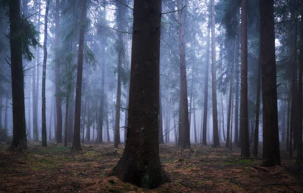 Картинка лес, деревья, природа, туман, Германия, Germany, Alexander Schönberg, Sachsenwald