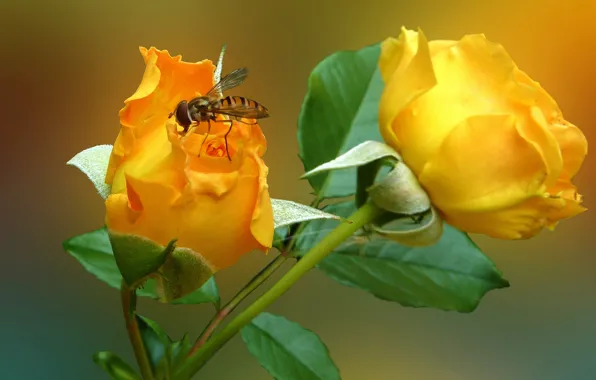 Картинка цветок, муха, роза, лепестки, насекомое