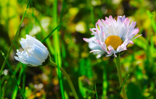 Flower, spring, daisy