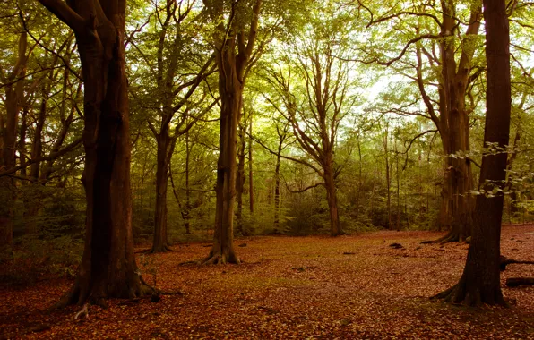 Forest, trees, leaves, branches