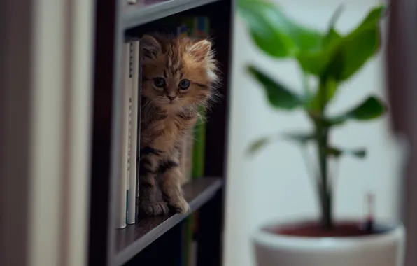 Картинка кошка, книги, Daisy, © Ben Torode