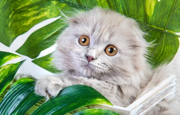Зелень, кошка, взгляд, листья, поза, котенок, серый, портрет