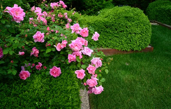 Картинка зелень, трава, цветы, парк, газон, розы, кусты