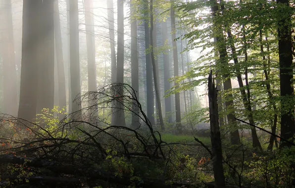 Лес, свет, деревья, ветки, природа, туман, поляна, листва