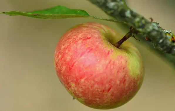 Картинка макро, фон, яблоко, ветка, плод