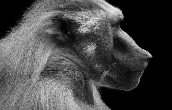 Monkey, face, baboon
