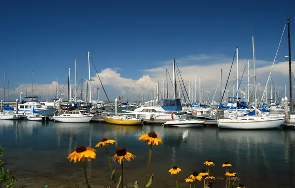 Картинка небо, цветы, бухта, яхты, лодки, гавань