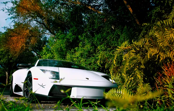 Картинка природа, Lamborghini, белая, Murciélago