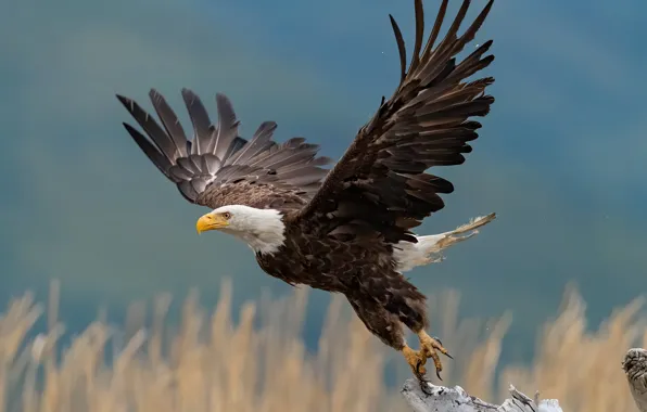 Картинка природа, птица, eagle