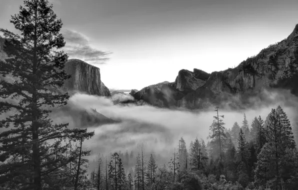 Картинка лес, горы, природа, парк, фото, Калифорния, черно-белое, США
