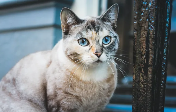 Картинка кошка, кот, взгляд, морда, фон, стена, портрет, голубые глаза