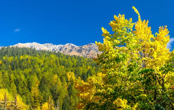 Осень, горы, Италия, Валле-д'Аоста, Курмайор