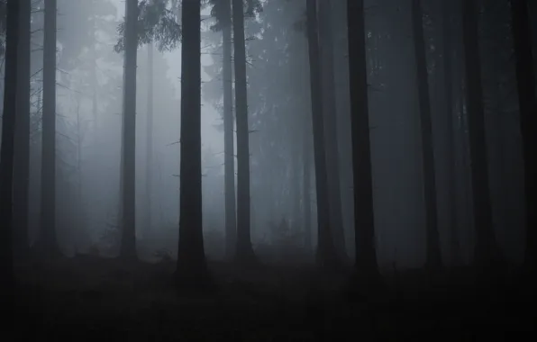 Картинка лес, деревья, природа, туман, сумрак, Filip Čaník