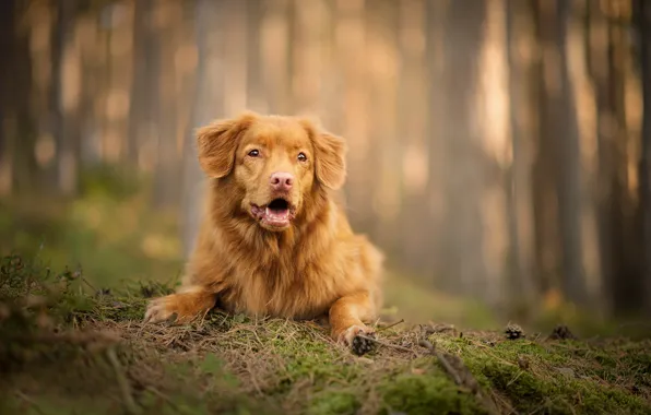 Картинка лес, собака, боке, Новошотландский ретривер