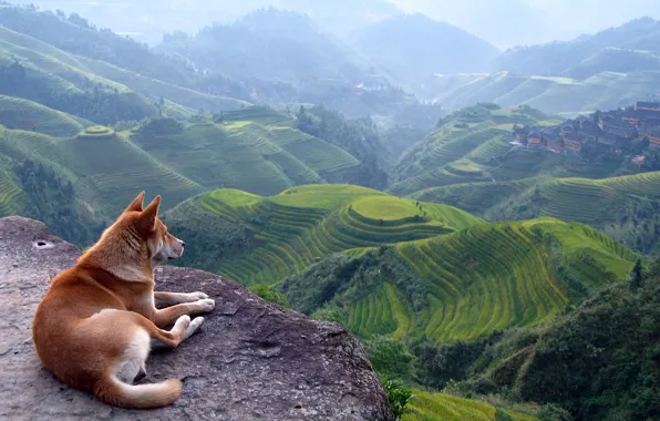 Картинка холмы, Азия, Рыжая собака, террасы
