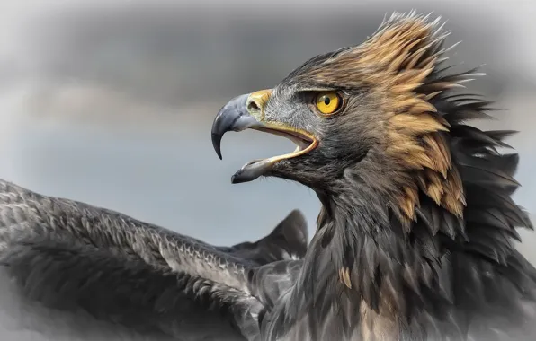 Картинка природа, птица, Aguila Imperial