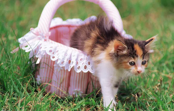 Картинка кошка, трава, кот, цветы, котенок, корзина, киска, cat