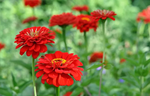Картинка цветы, flowers, red zinnia, красная цинния