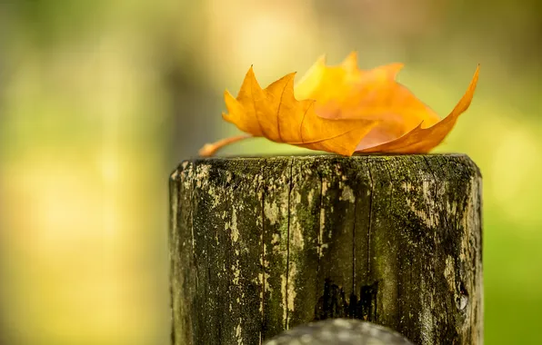 Осень, листья, природа