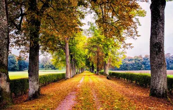 Картинка осень, деревья, природа, парк, листва, Дорога, аллея, кусты