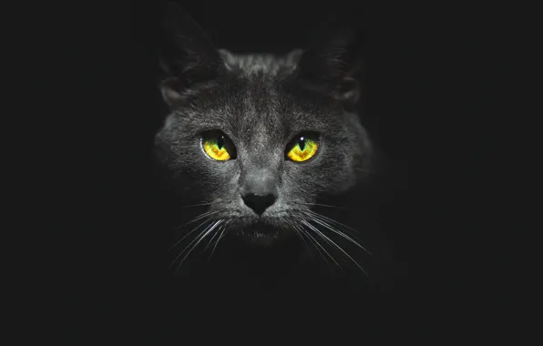 Глаза, кот, взгляд, морда, чёрный фон, котэ