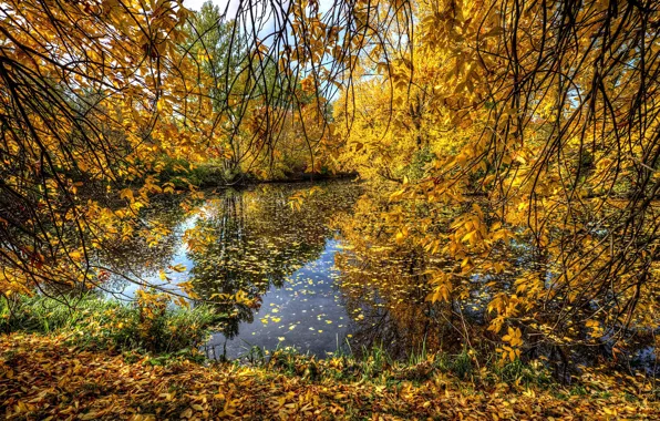Осень, ветки, озеро, жёлтые листья