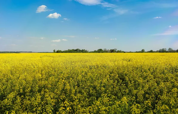 Лето, небо, цветы, голубое, весна, желтые, рапс, рапсовое поле