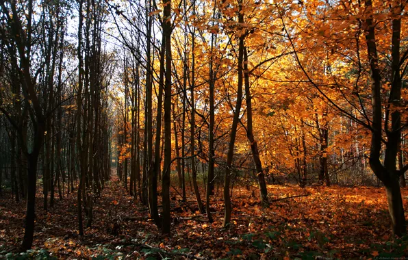 Осень, Деревья, Германия, Way Of Wood