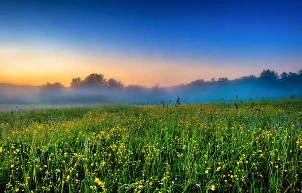 Картинка поле, пейзаж, закат, цветы, туман