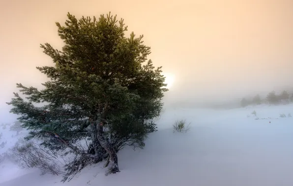 Картинка зима, пейзаж, туман, дерево