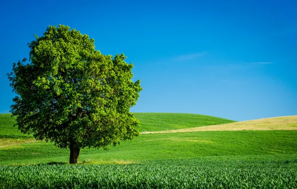 Картинка лето, небо, трава, дерево, поля, горизонт, зеленое